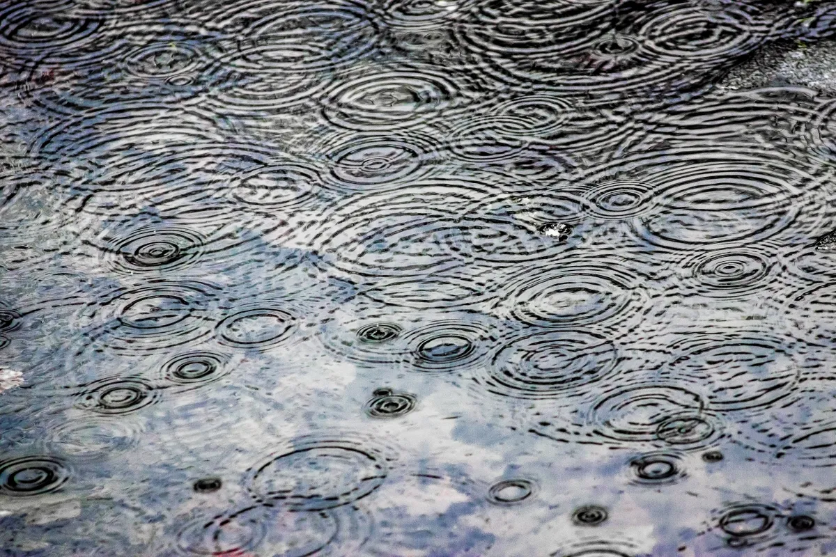 Concentric rain ripples covering pale water